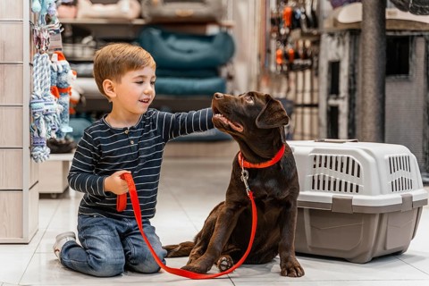 Cute brown dog pet shop