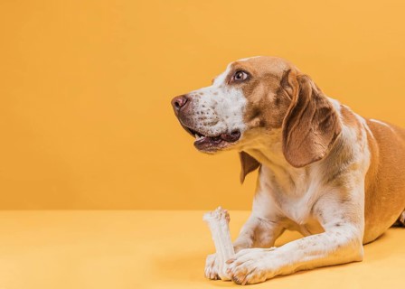Thinking dog holding bone looking away