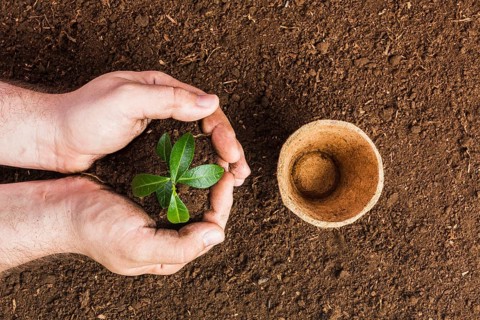 Top view gardener planting