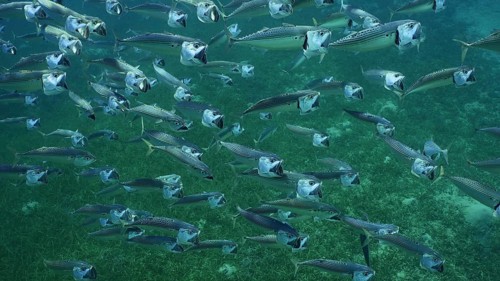 Top view on shoal of Striped Mackerel or Indian Nackerel
