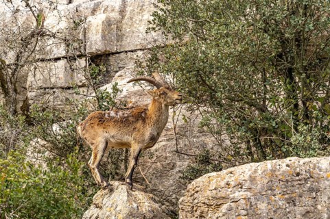 Spanish ibex