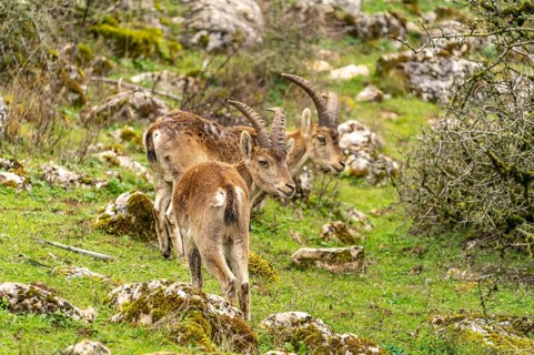 Spanish ibexes