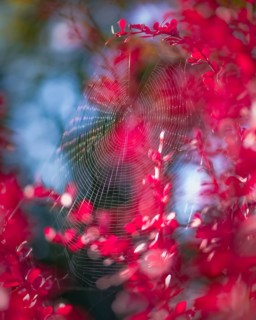 Barberry