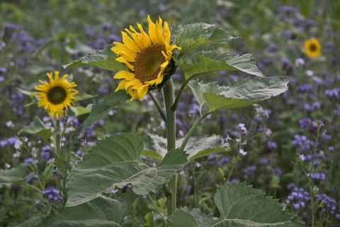 Sunflowers