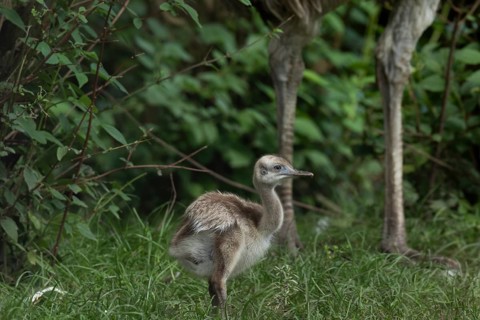 Greater rhea