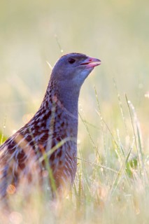 Corn crake