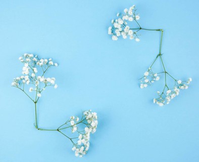 Small white gypsophila blue background