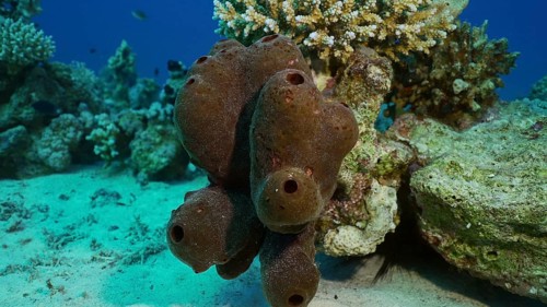 Close-up of Great sea sponge on coral reef at seabed on sunny day