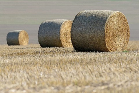 Grain field