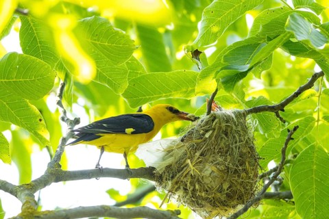 Eurasian golden oriole