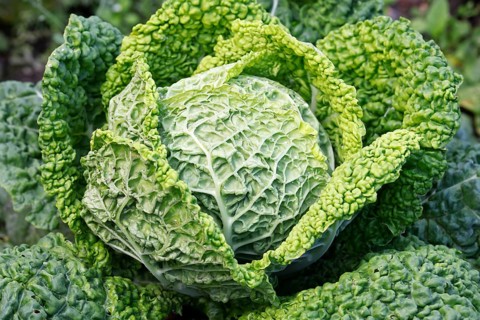 Cabbage