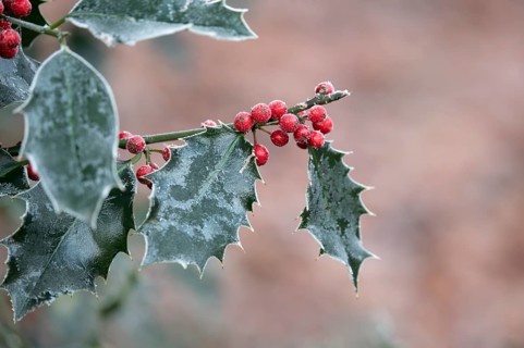 Holly