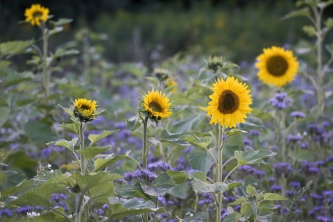 Sunflowers