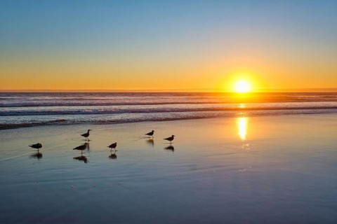 Seagulls on beach sund at atlantic ocean sunset with surging waves at Fonte da Telha beach