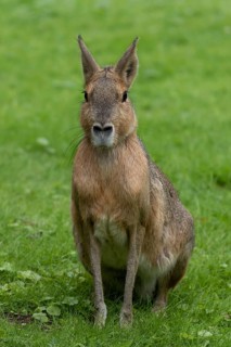 Patagonian mara