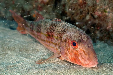 Striped red mullet