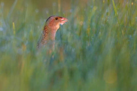 Corn crake