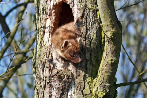 Pine marten