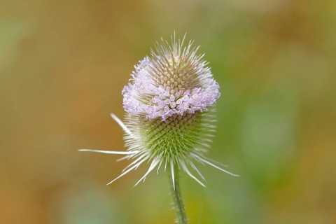 Wild teasel