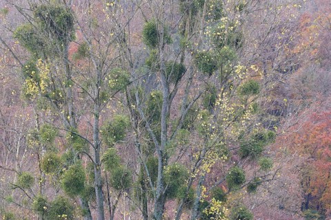 Deciduous trees