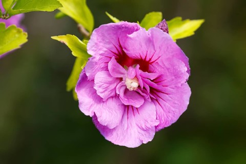 Rose of sharon