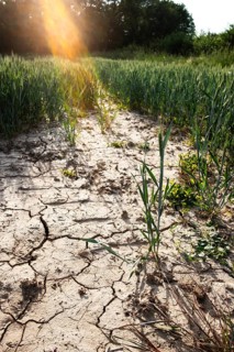 Soil of a wheat field with cracks and furrows after prolonged drought in Duesseldorf