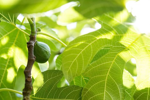 Ripe fig on a fig tree
