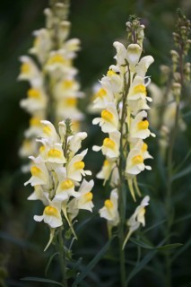 Common toadflax