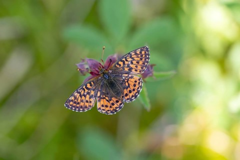 Bog moth