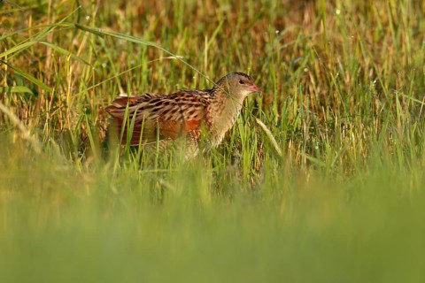 Corn crake