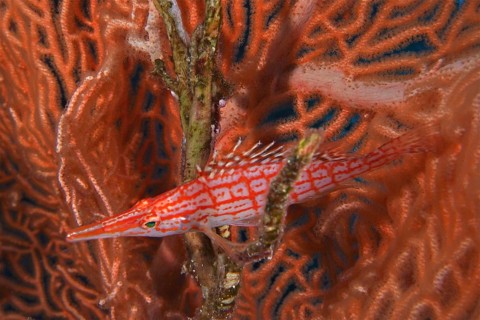 Longnose hawkfish