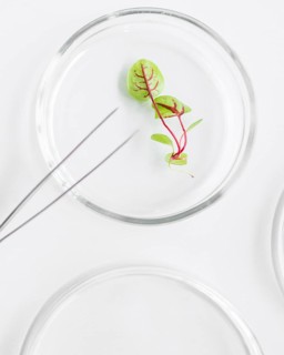 Top view petri dish with plant biotechnology laboratory