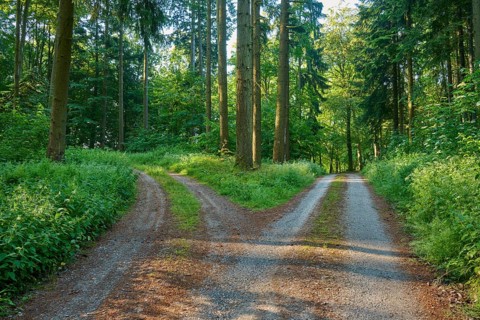 Fork in the road