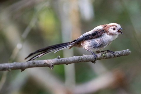 Long-tailed Tit