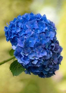 Hortensia