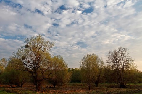 Evening mood in the floodplain forest