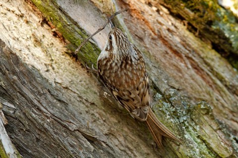 Eurasian treecreeper