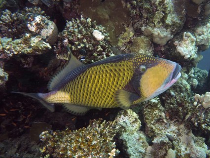 Titan triggerfish