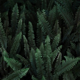 Thicket wild fern
