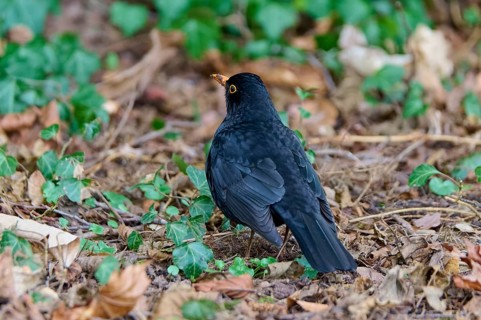 Blackbird