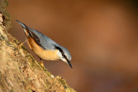 Eurasian nuthatch