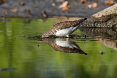 Green sandpiper