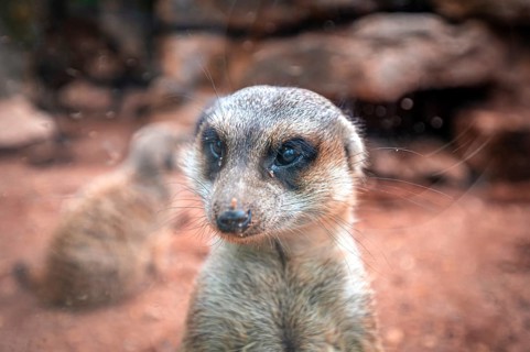 Meerkats