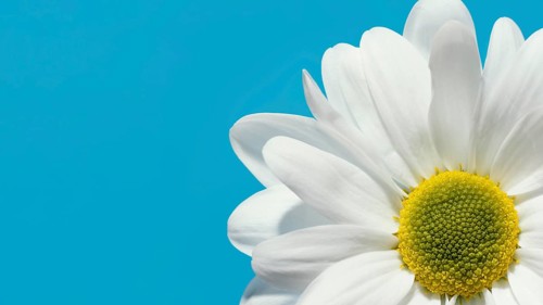Top view spring daisy with