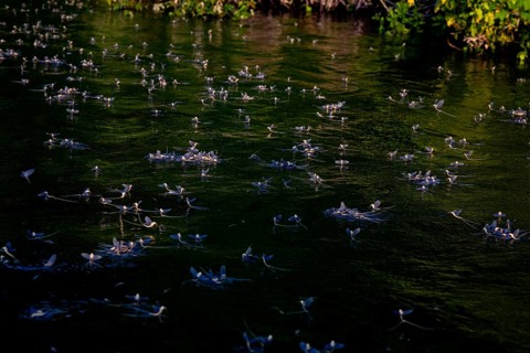 Mayfly