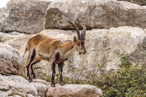 Spanish ibex