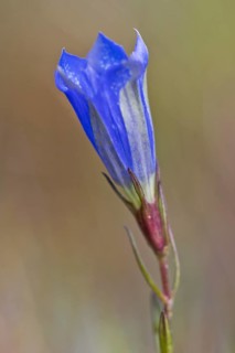 Marsh gentian