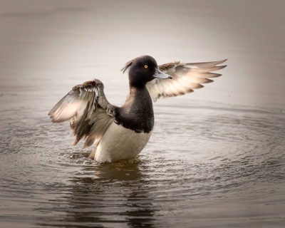 Tufted duck