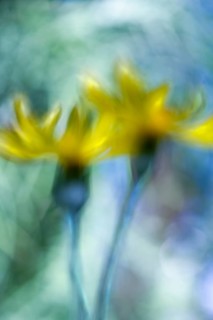 Yellow flowers