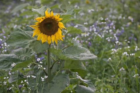 Sunflower